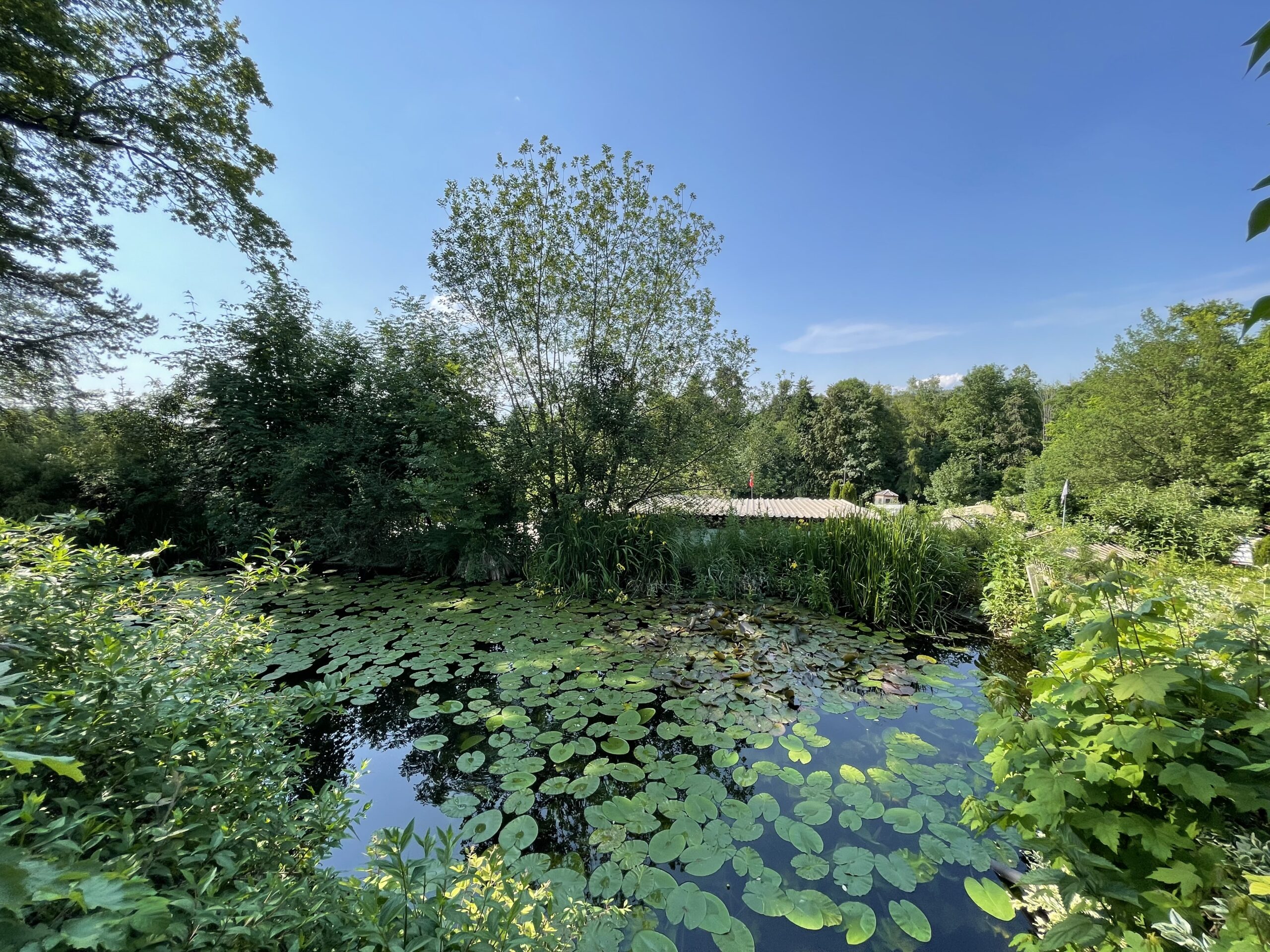 Ueppiges Gruen am Wasser